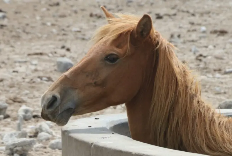 Delft Island Delft-Insel