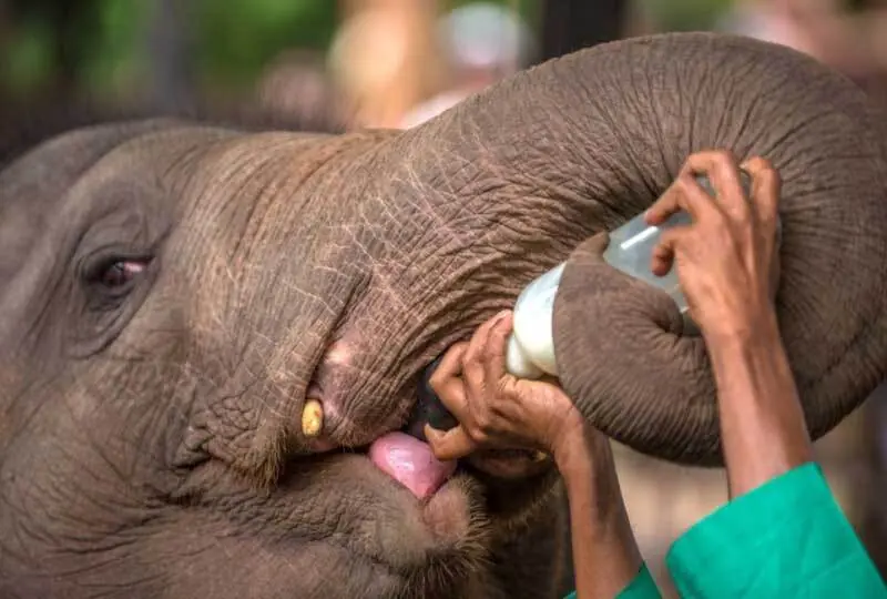 Day trip to Pinnawala