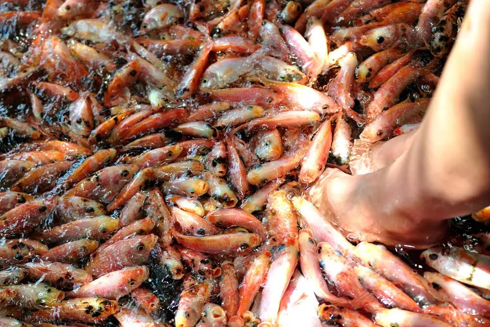 Things to do in Bentota