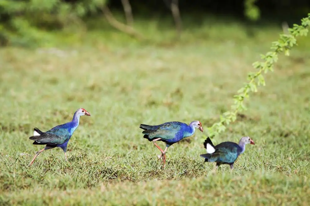 Things to do in Bundala