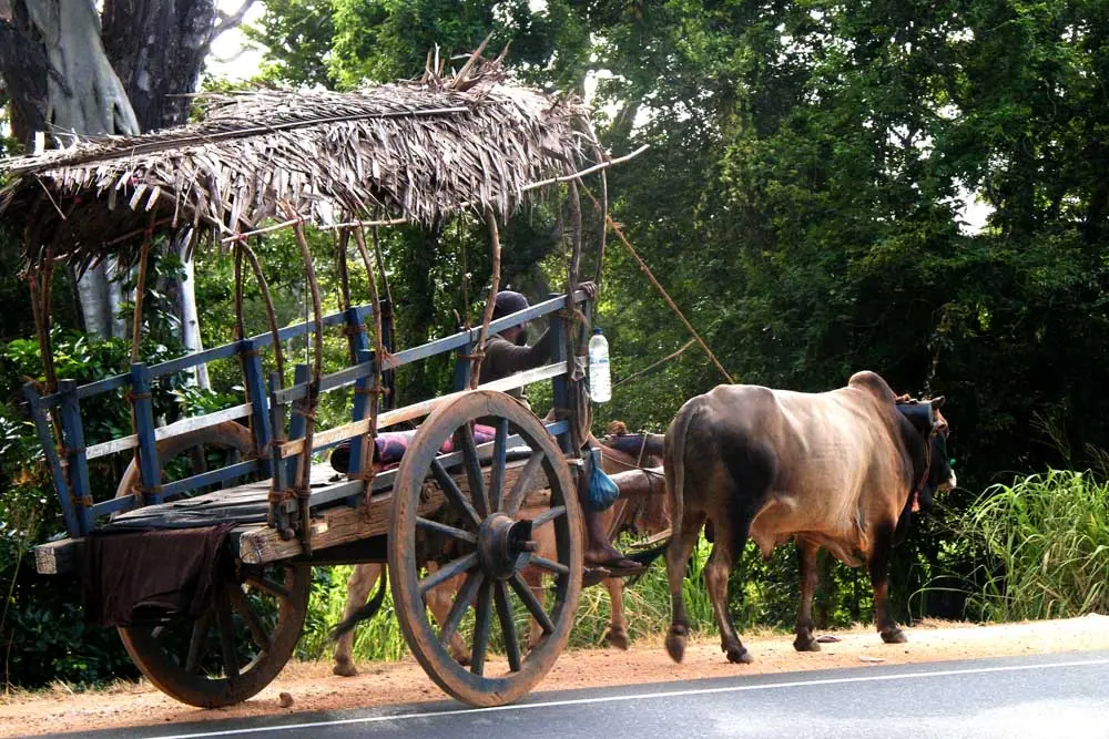 Things to do in Habarana