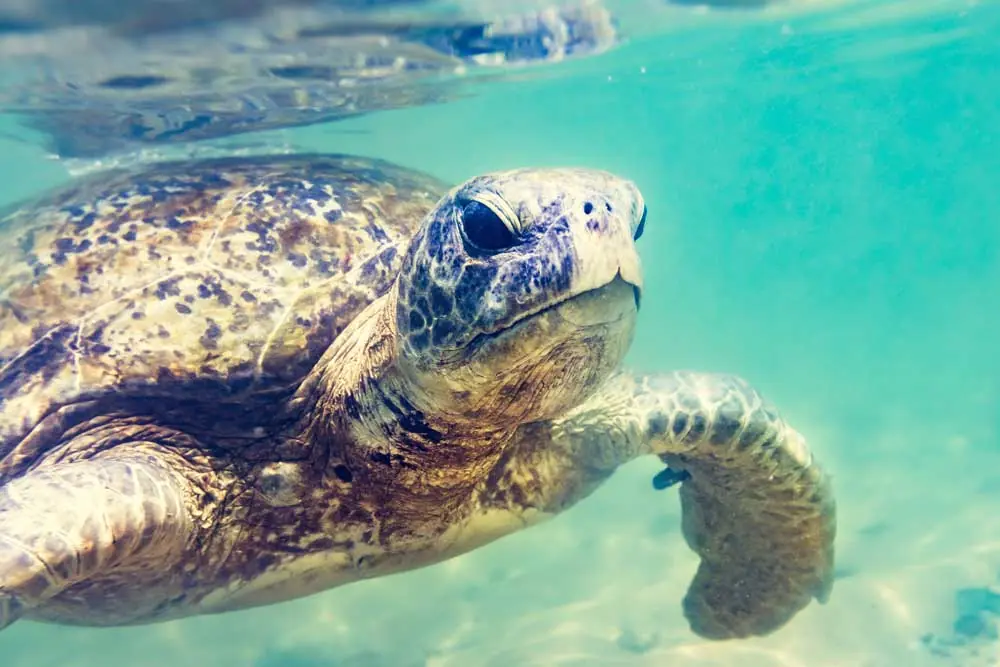 Things to do in Hikkaduwa