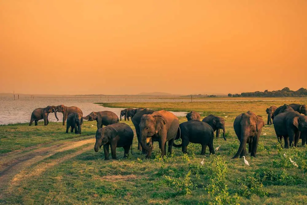 Things to do in Kaudulla