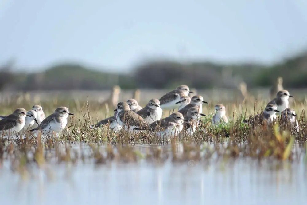 Things to do in Mannar