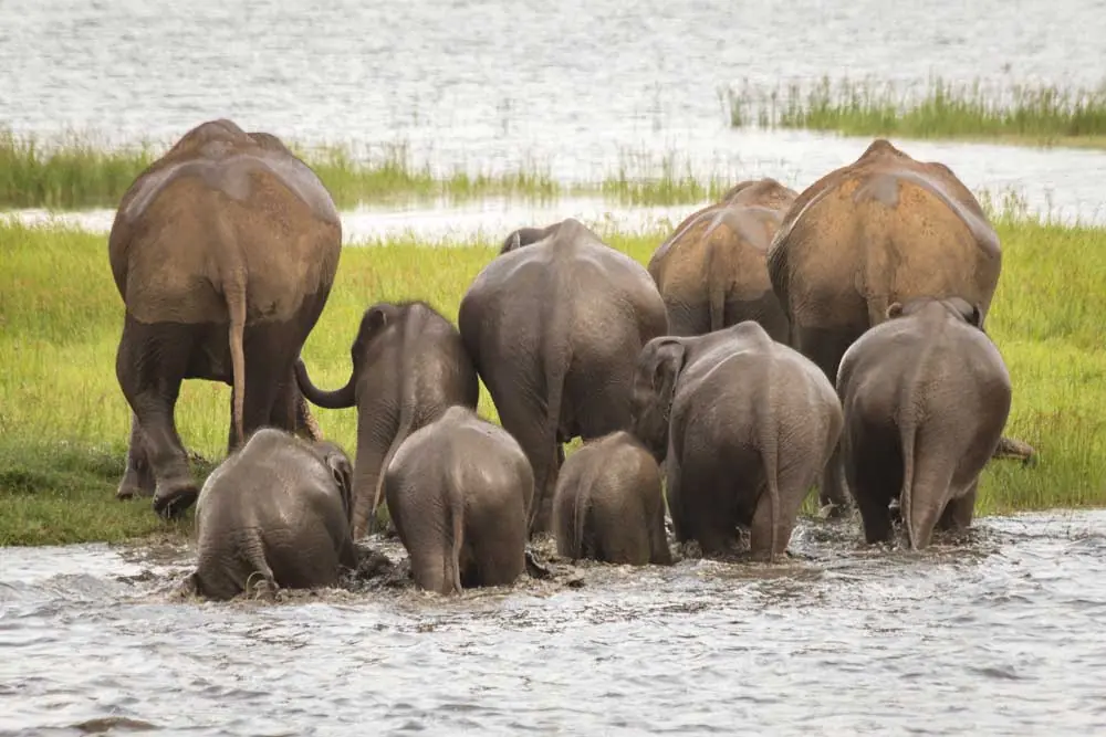 Things to do in Minneriya