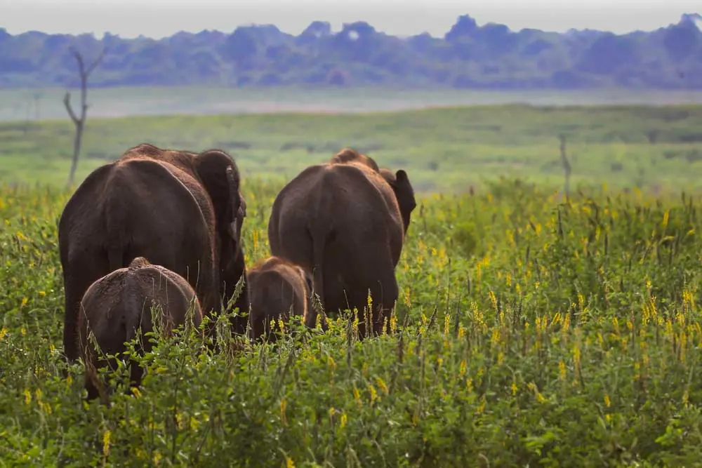 Things to do in Udawalawe