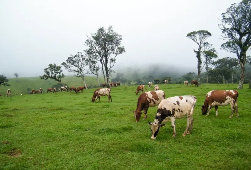 Ambewella Farm