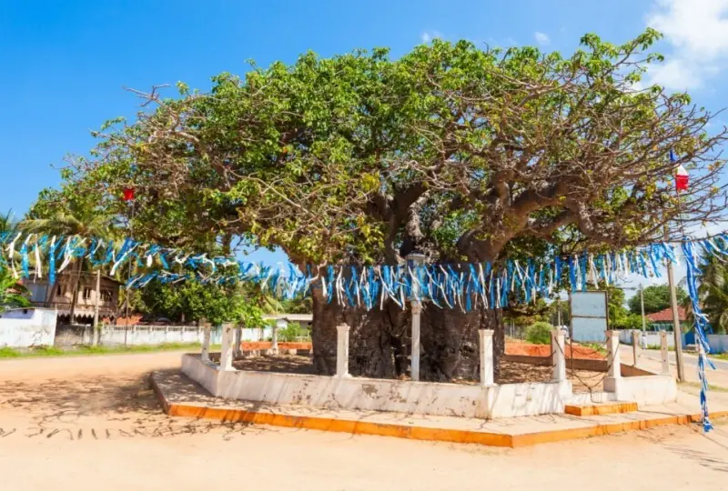 Baobab-Baum von Mannar Baobab-Baum von Mannar