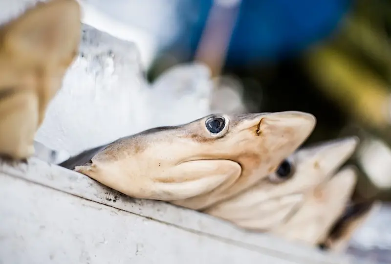 Beruwala Hafen und Fischmarkt