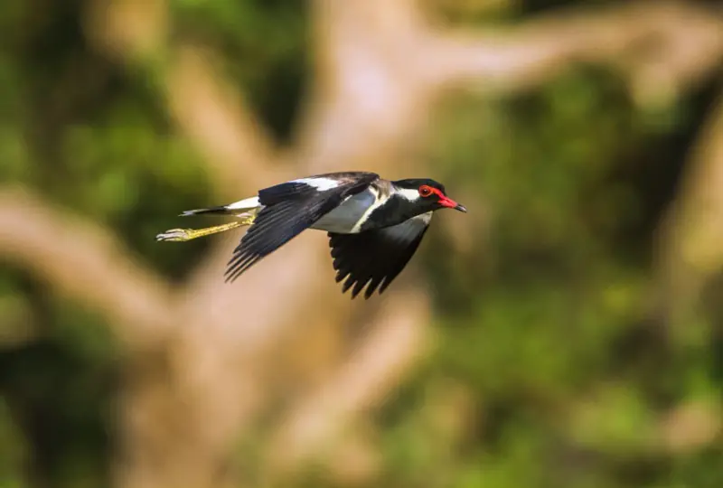 Vogelbeobachtung im Bundala Nationalpark