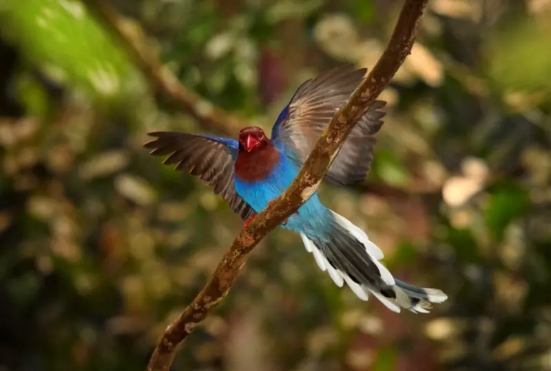 Bird Watching in Sinharaja