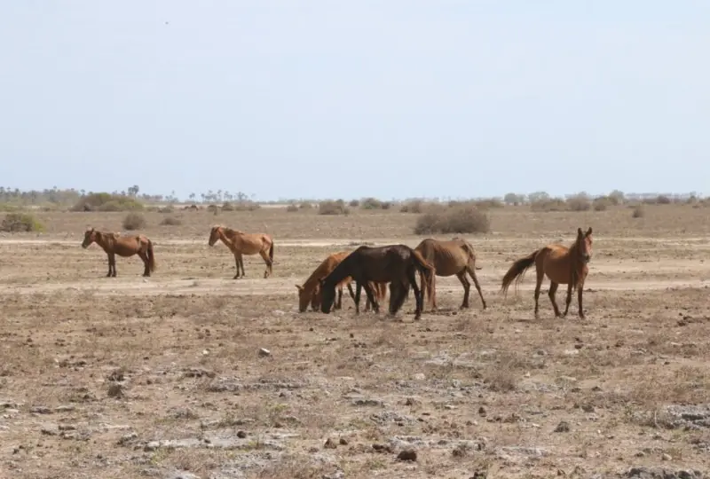 Full Day Tour of Delft Island