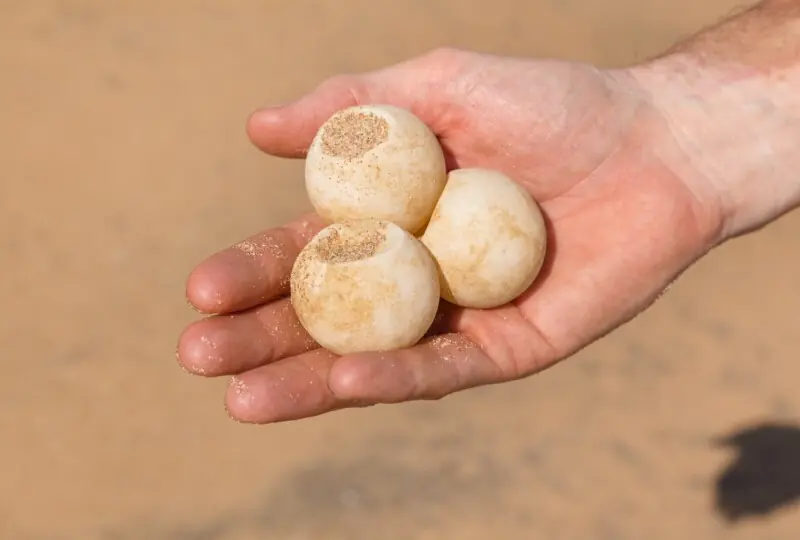 Habaraduwa Strand Habaraduwa Strand