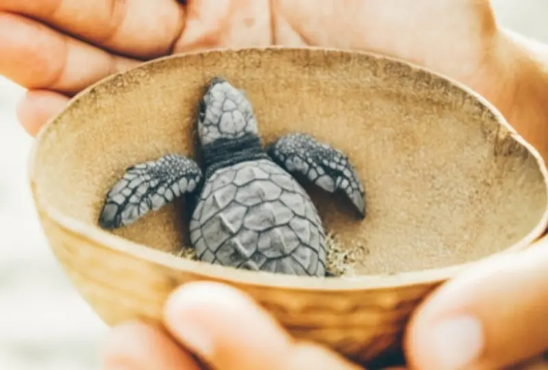 Habaraduwa Schildkrötenaufzuchtstation