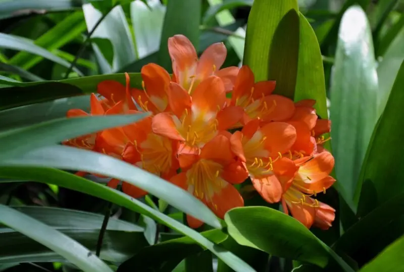 Hakgala Botanical Gardens