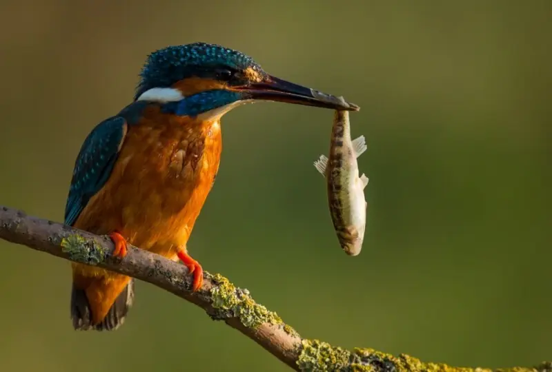Kalametiya Bird Sanctuary