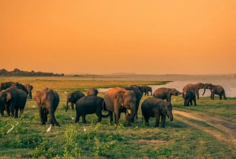 Kaudulla Nationalpark Safari