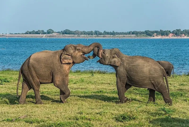 Kaudulla Nationalpark