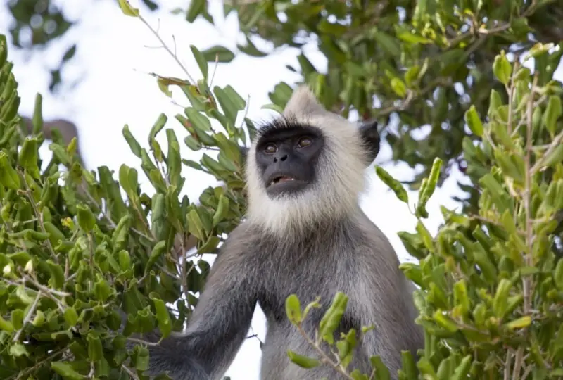 Kumana Nationalpark Safari