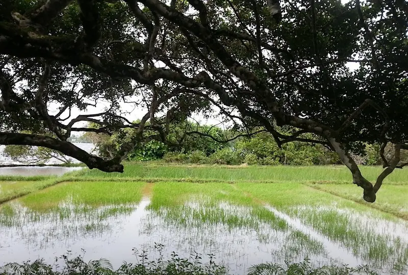 Lunuganga Estate Lunuganga Estate