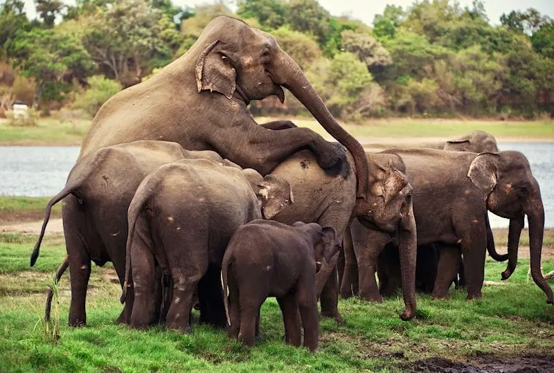 Minneriya Nationalpark Safari