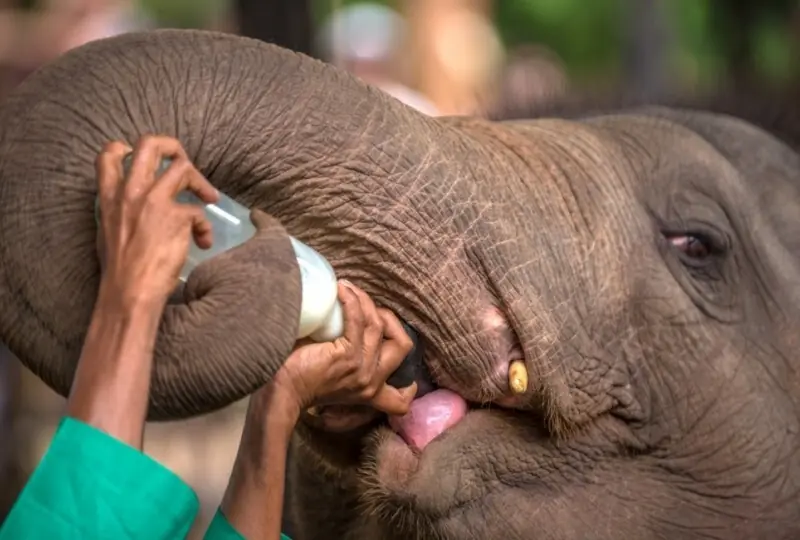 Pinnawela Elefantenwaisenhaus Pinnawela Elefantenwaisenhaus