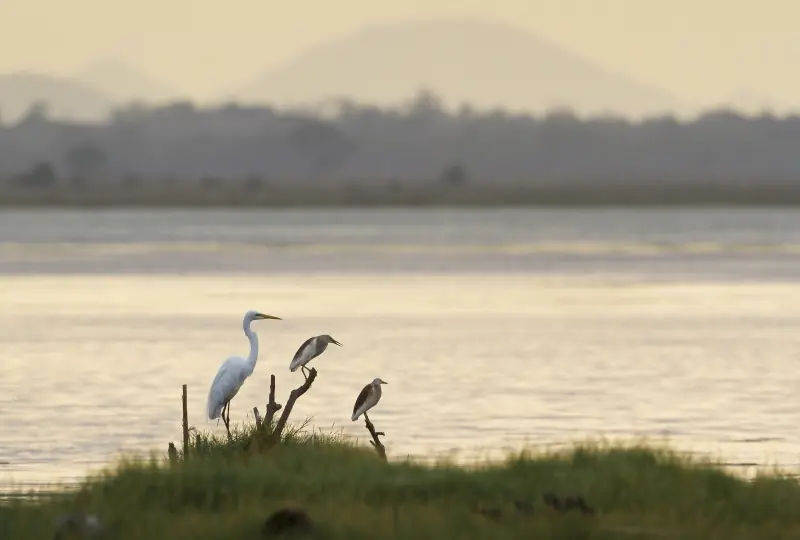 Pottuvil Lagunen-Safari