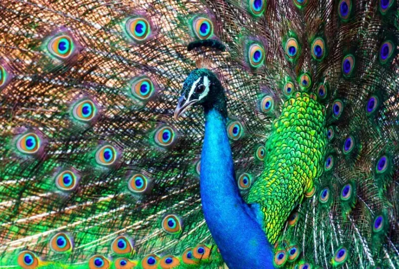 Ridiyagama Safari Park Ridiyagama Safari Park