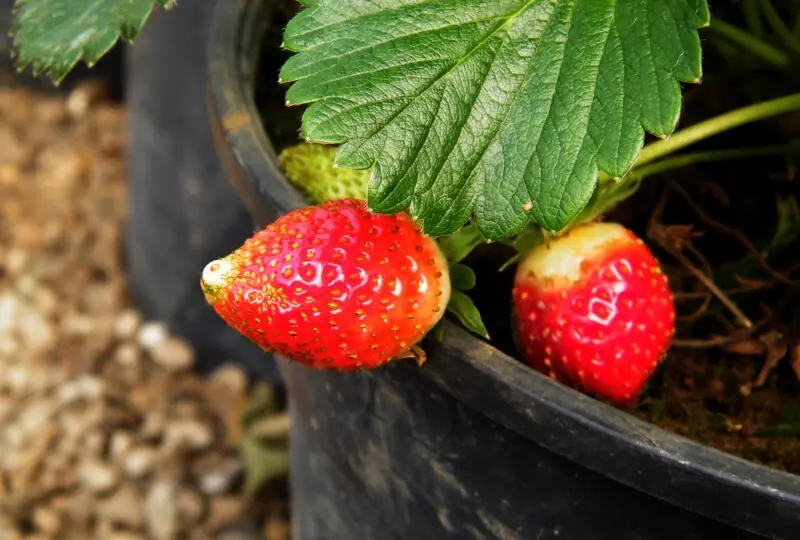 Erdbeerfarmen Erdbeerfarmen