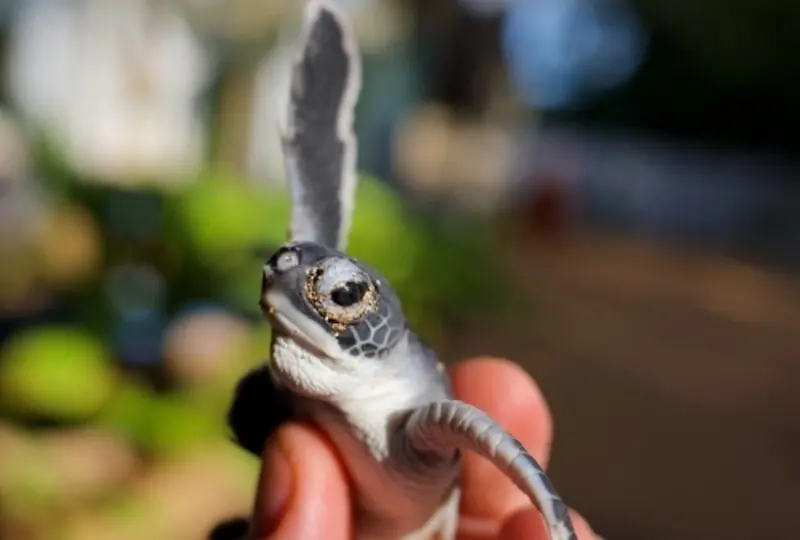 Schildkrötenaufzuchtstation