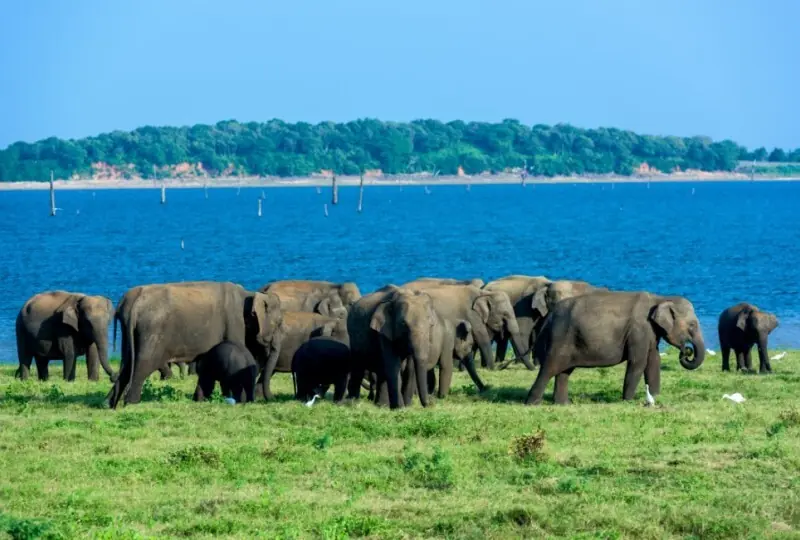 Udawalawe National Park Safari