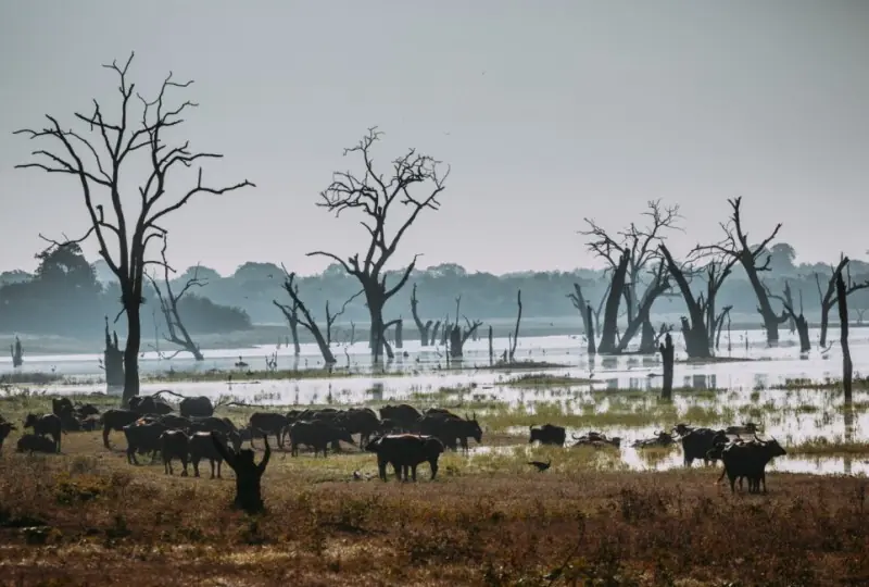 Udawalawe Reservoir and Dam
