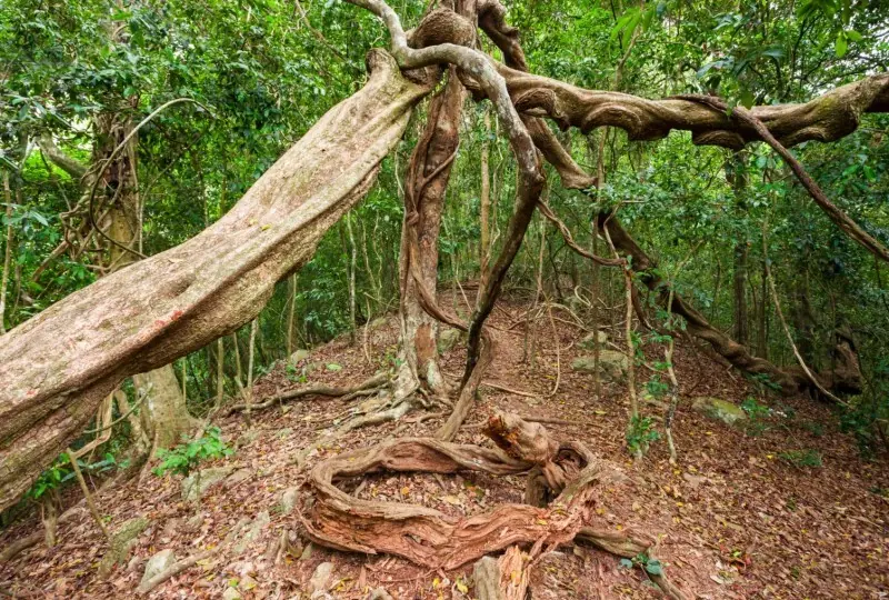 Udawattakele Forest Reserve