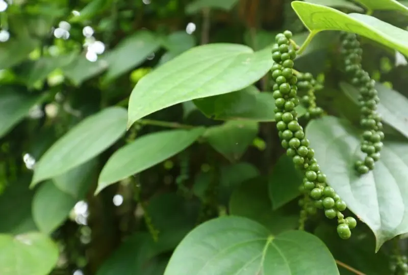 Visit a Spice Garden