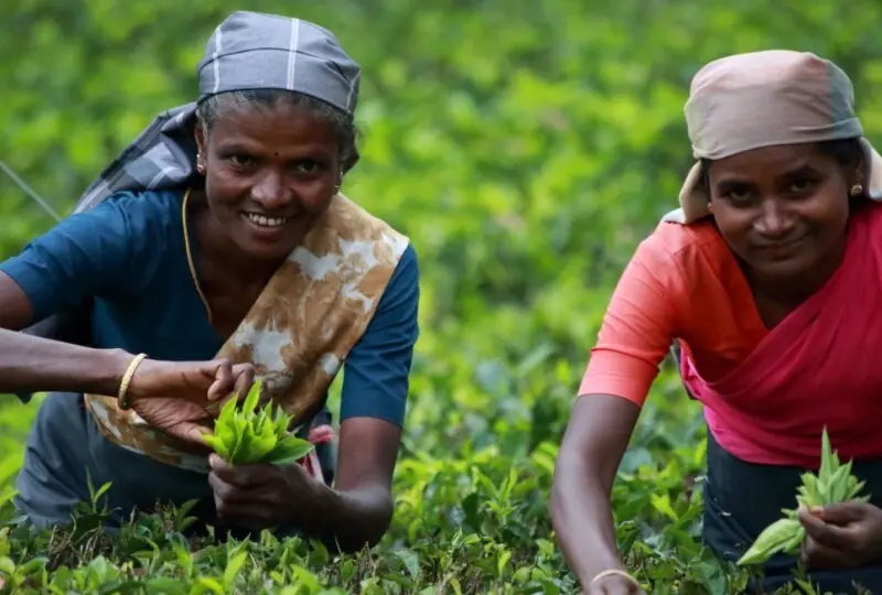 Besuch von Teeplantagen und Fabriken