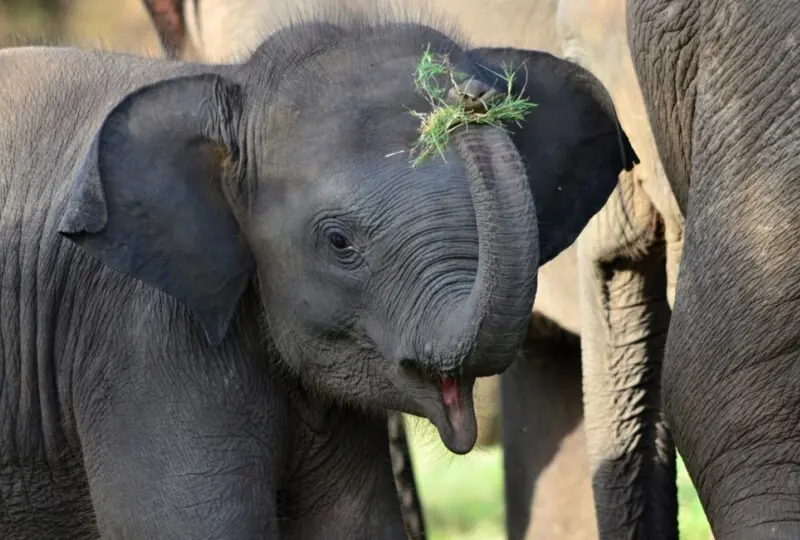 Wasgamuwa Nationalpark Safari