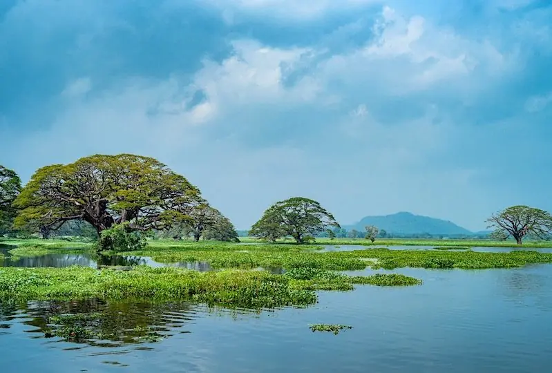 Weerawila Tissa Sanctuary Weerawila Tissa Sanctuary