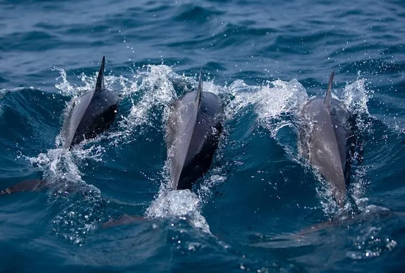 Wal- und Delfinbeobachtung in Kalpitiya