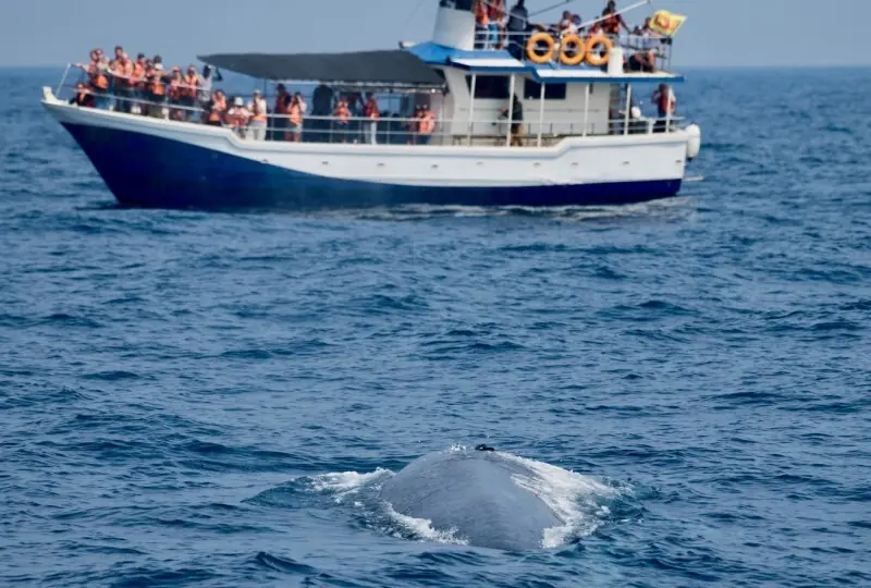 Wal- und Delfinbeobachtung in Mirissa