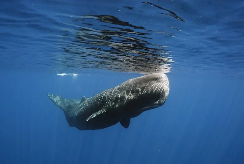Wal- & Delfinbeobachtung in Trincomalee Wal- & Delfinbeobachtung in Trincomalee